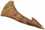 Fossil Sawfish (Onchopristis) Rostral Barb - Morocco #250912-1